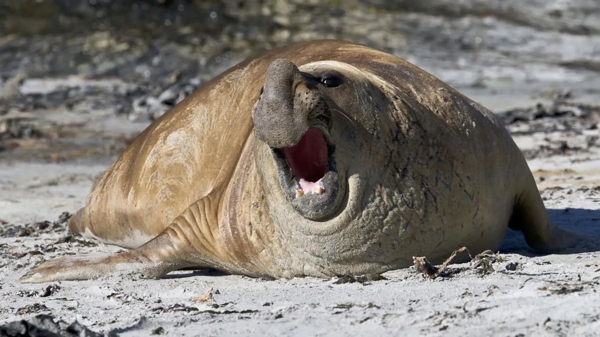 El elefante marino del sur sufre brotes que matan a muchas crías