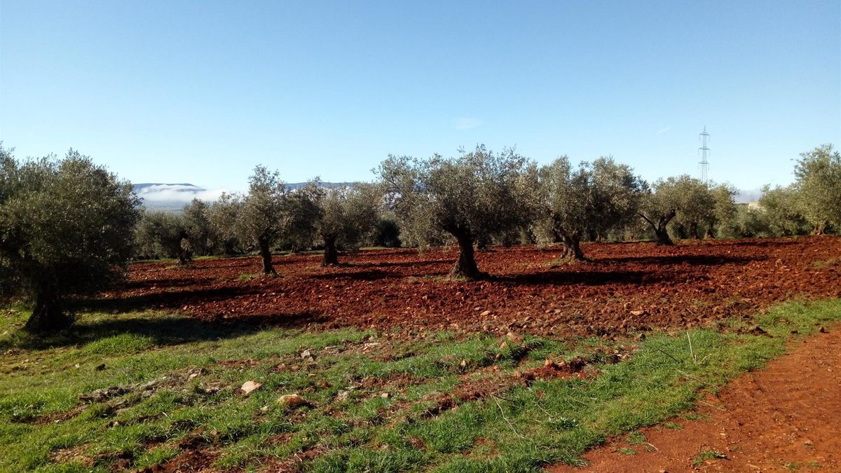 Convocados los premios para empresas de producción ecológica y carne de caza de Castilla-La Mancha