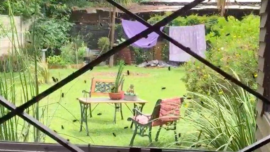 En Open Door las moscas lo invanden todo. Una vista desde una ventana de la localidad del Partido de Luján.