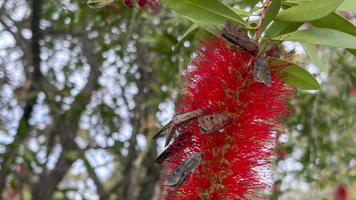 Miles de polillas cubren casas y coches en Australia: el sorprendente regreso de una especie en peligro
