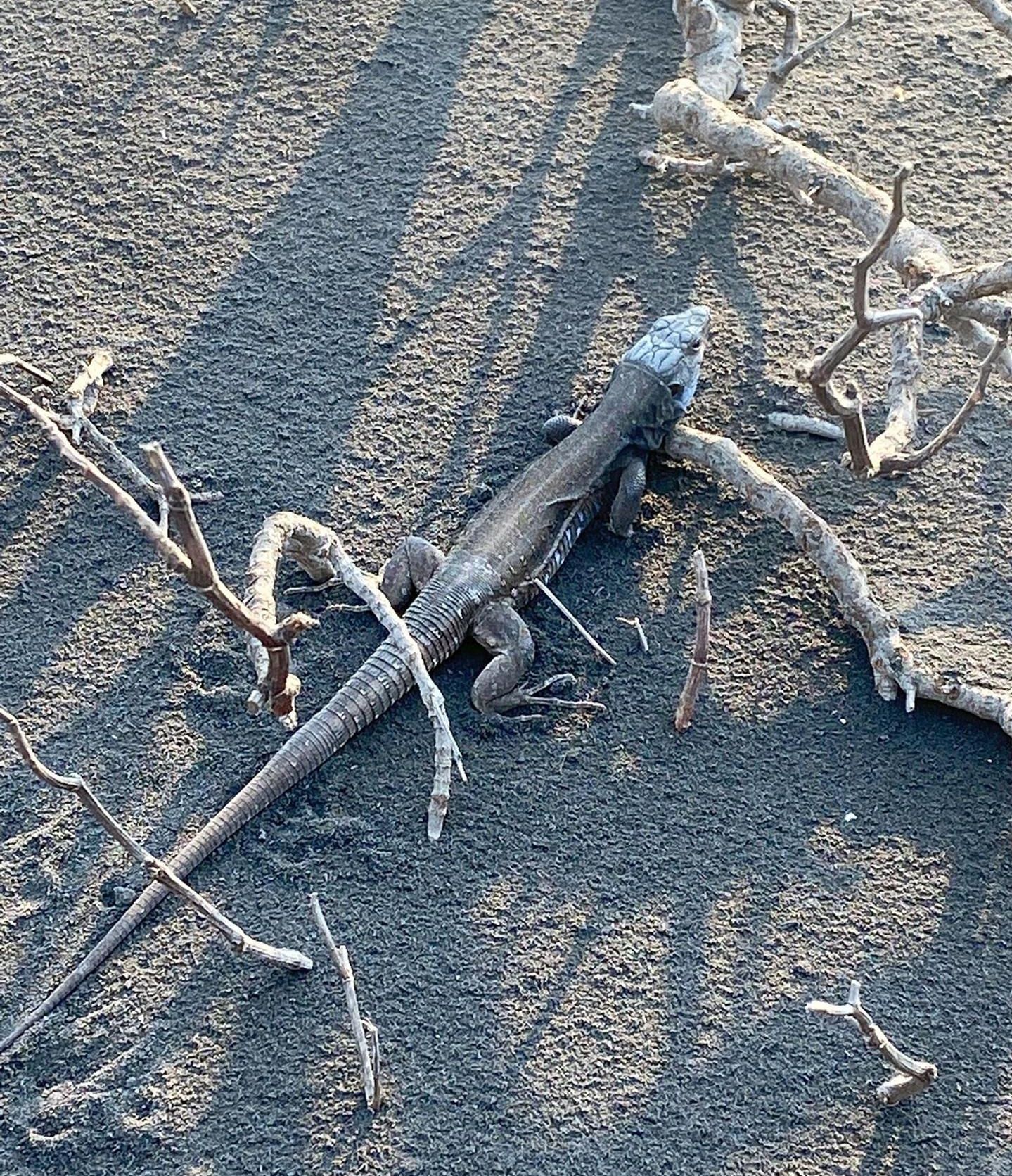 Un lagarto, en la zona de exclusión de Las Manchas, en La Palma