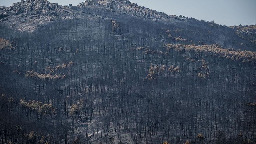 Bosque calcinado por el fuego. Dos semanas después de declararse el incendio forestal en La Mierla (Guadalajara), que ha afectado a cerca de 33.000 hectáreas en gran parte del Parque Natural Sierra Norte, las administraciones comienzan a aprobar ayudas para la recuperación de la zona mientras que los servicios de extinción siguen trabajando en el terreno para evitar que se reavive. EFE/ Nacho Izquierdo
