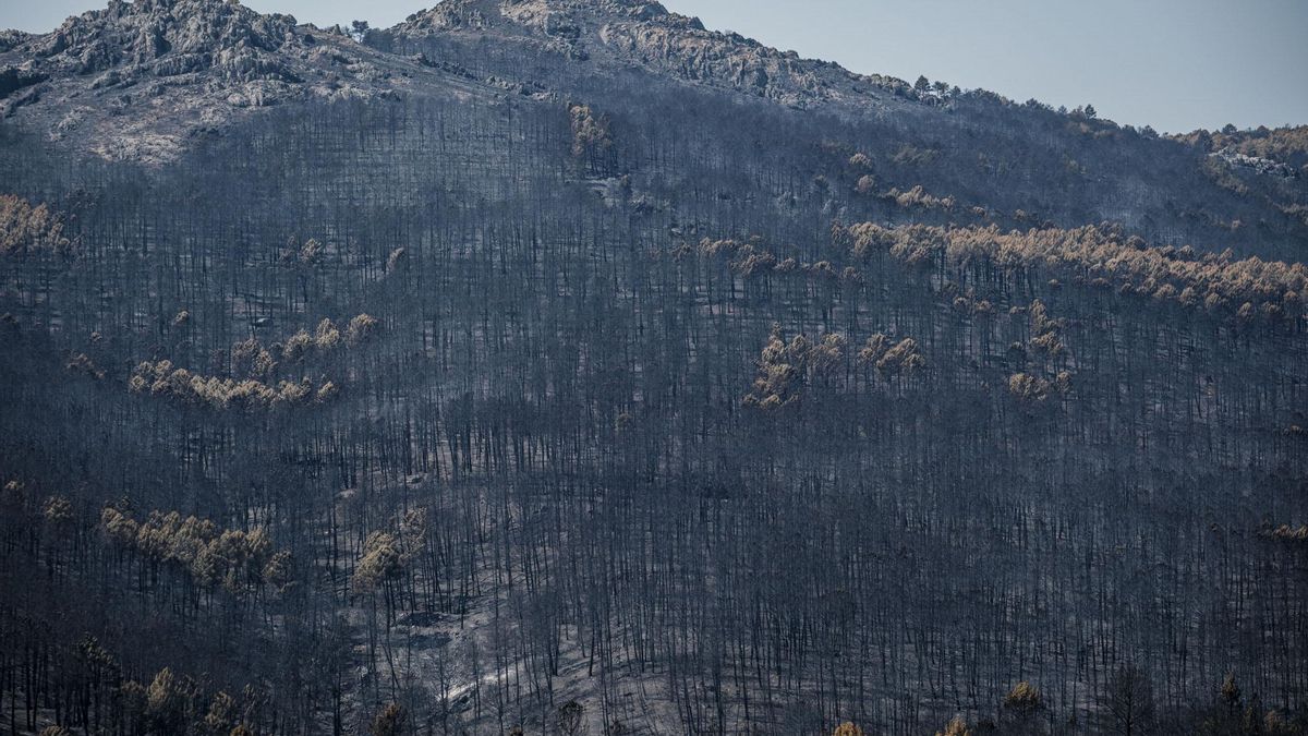 Bosque calcinado por el fuego. Dos semanas después de declararse el incendio forestal en La Mierla (Guadalajara), que ha afectado a cerca de 33.000 hectáreas en gran parte del Parque Natural Sierra Norte,