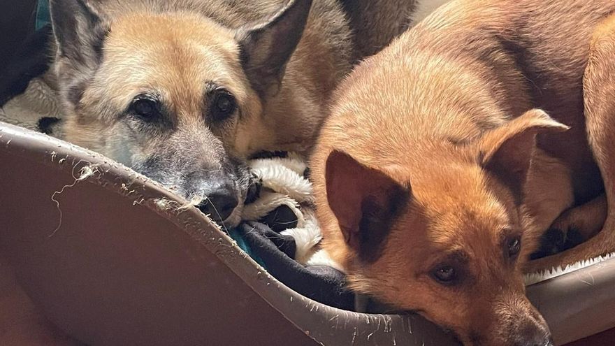 La Rioja licita el servicio de acogida de animales abandonados, perros y gatos, en un centro en Cañas