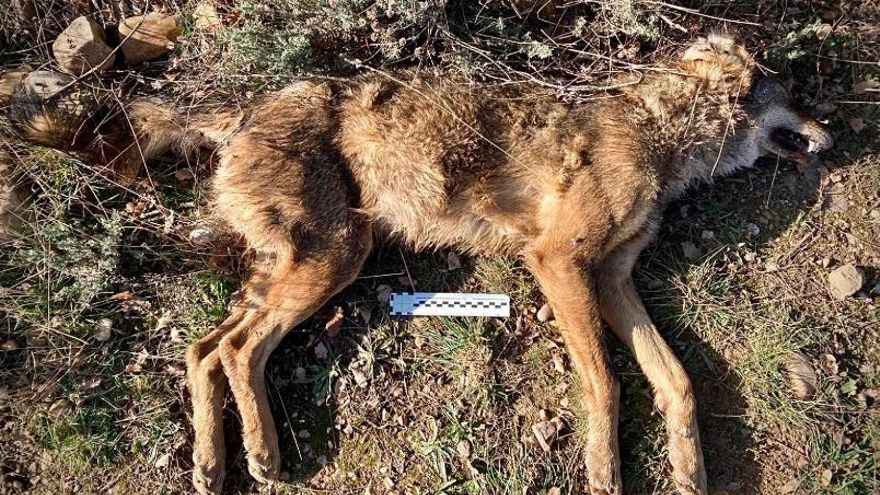 Aparece muerta una loba en Guadalajara "por un ataque de mastines", según el Gobierno de Castilla-La Mancha
