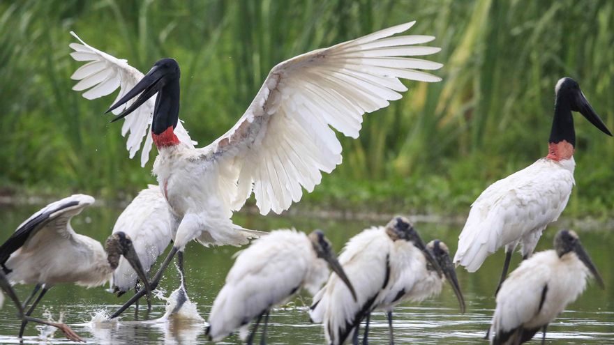 Costa Rica trabaja para asegurar la supervivencia de la cigüeña Jabirú