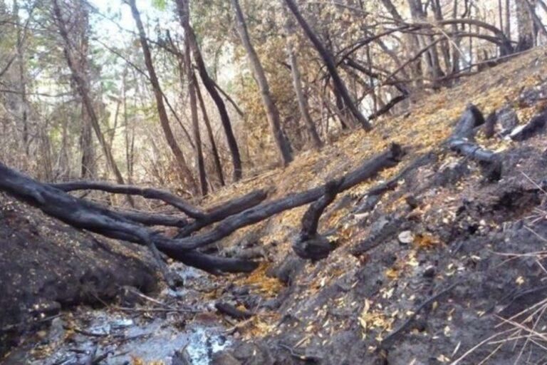 En 2021, la provincia de Chubut sufrió una temporada de graves incendios forestales. Foto: cortesía Yanina Assef
