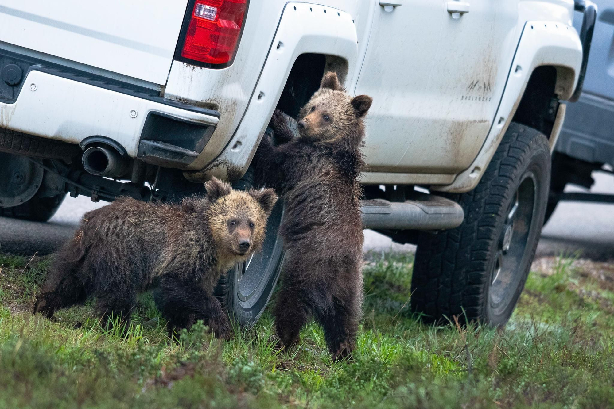 "Creo que estas ruedas están un poco flojas..." © Kay Kotzian / Comedy Wildlife Photo Awards 2020