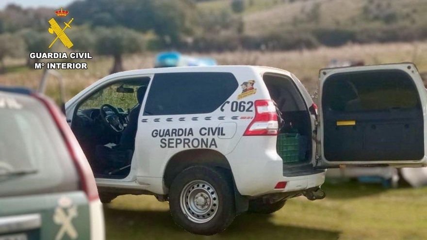 Investigado por maltrato animal tras encontrar en una finca cacereña 70 vacas muertas