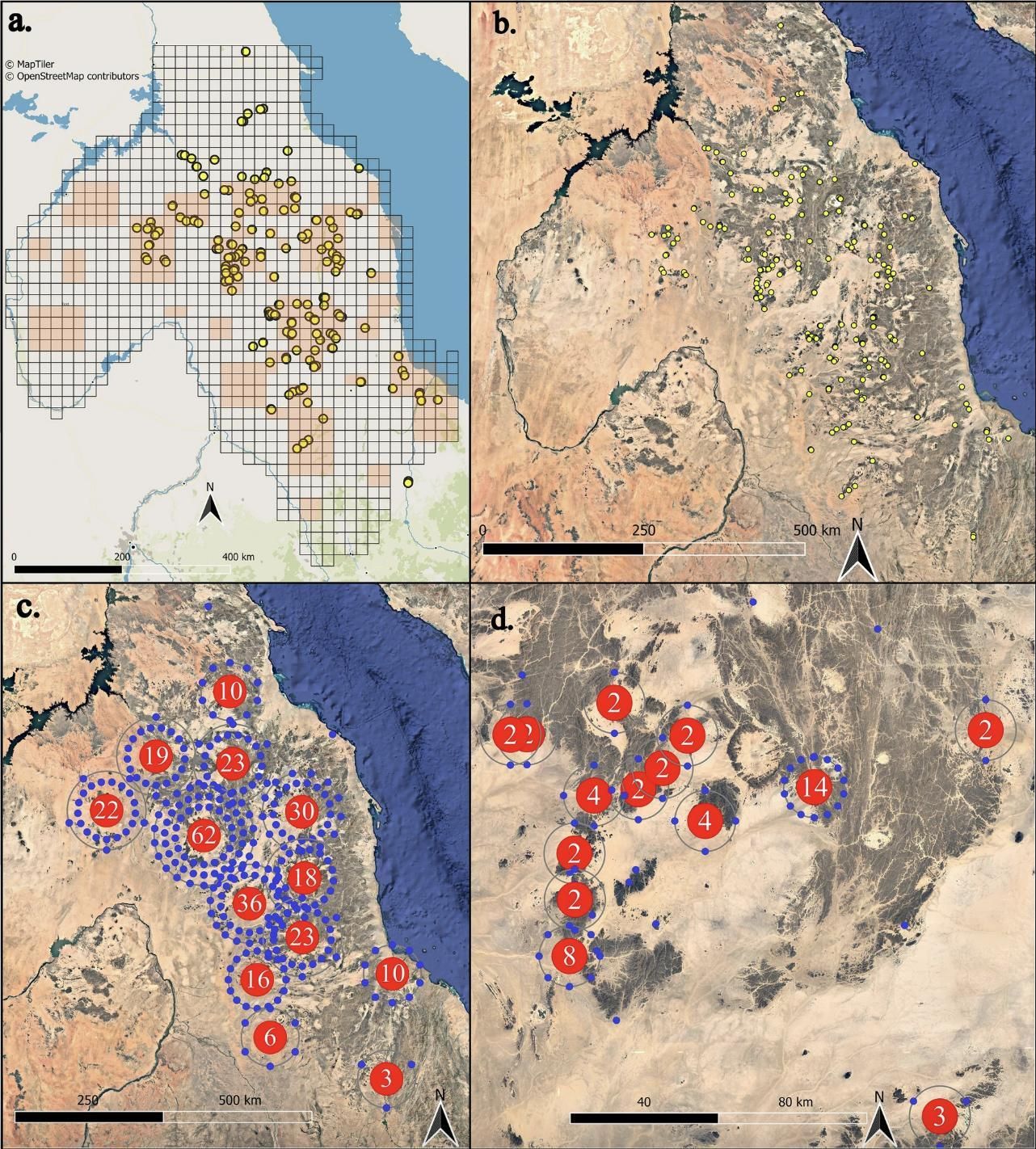 a Sistema de cuadrícula del Proyecto de Investigación de Atbai, que muestra las cuadrículas exploradas en naranja © MapTiler y OpenStreetMap, con incidencias de AEB marcadas ( b ). c Diagramas de desplazamiento de anillos que revelan la agrupación de enterramientos en recintos a lo largo de Atbai y su concentración en la región central del Alto Wadi Gabgaba ( d ). Producido en QGIS, © MapTiler Planet © Colaboradores de OpenStreetMap, © Google Earth