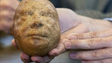 Un pastor halla casualmente el primer retrato conocido de un castellanoleonés