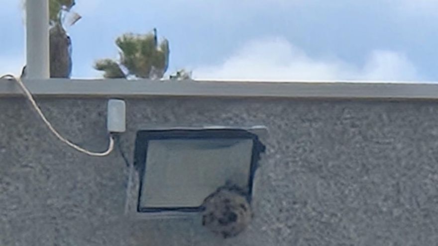 Aparece un segundo nido de avispa asiática en el instituto Isabel de España, en Las Palmas de Gran Canaria