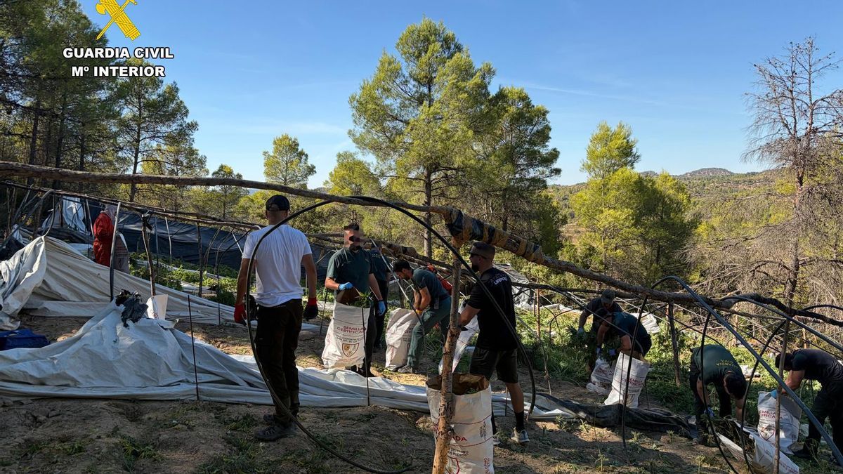 La Guardia Civil detiene a dos personas tras localizar 2.000 plantas de marihuana en un municipio de Teruel