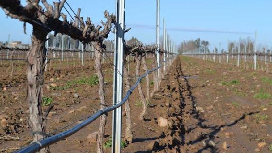 Mociones en los ayuntamientos para reclamar el regadío Tierra de Barros