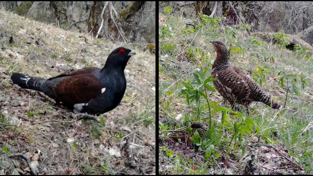 Urogallo macho (izquierda) y hembra (derecha).
