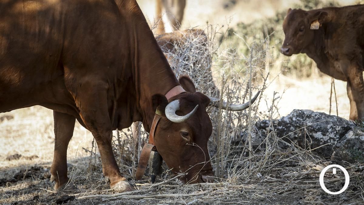 Vacas y ganado en la finca Las Albaidas