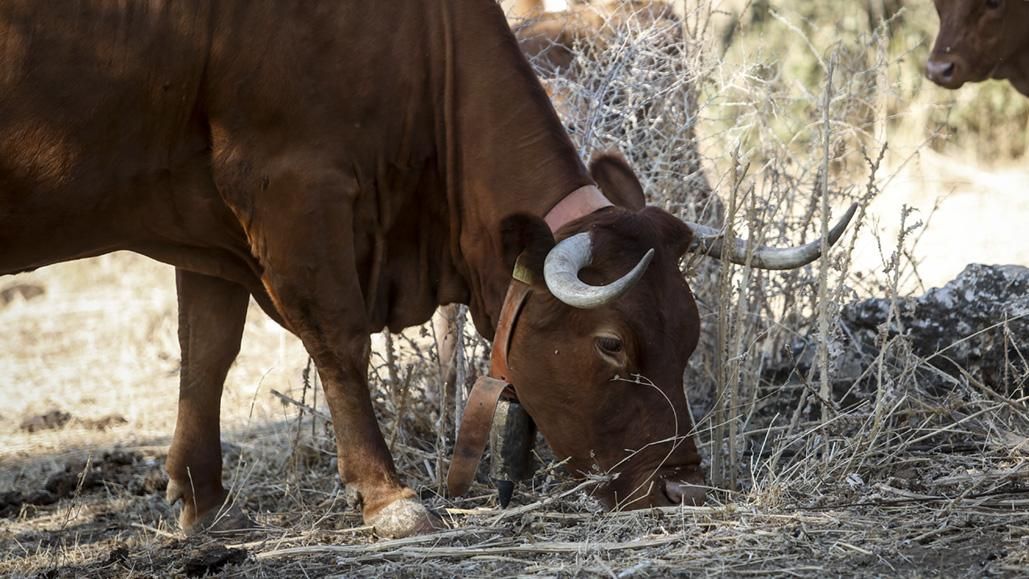 Vacas y ganado en la finca Las Albaidas
