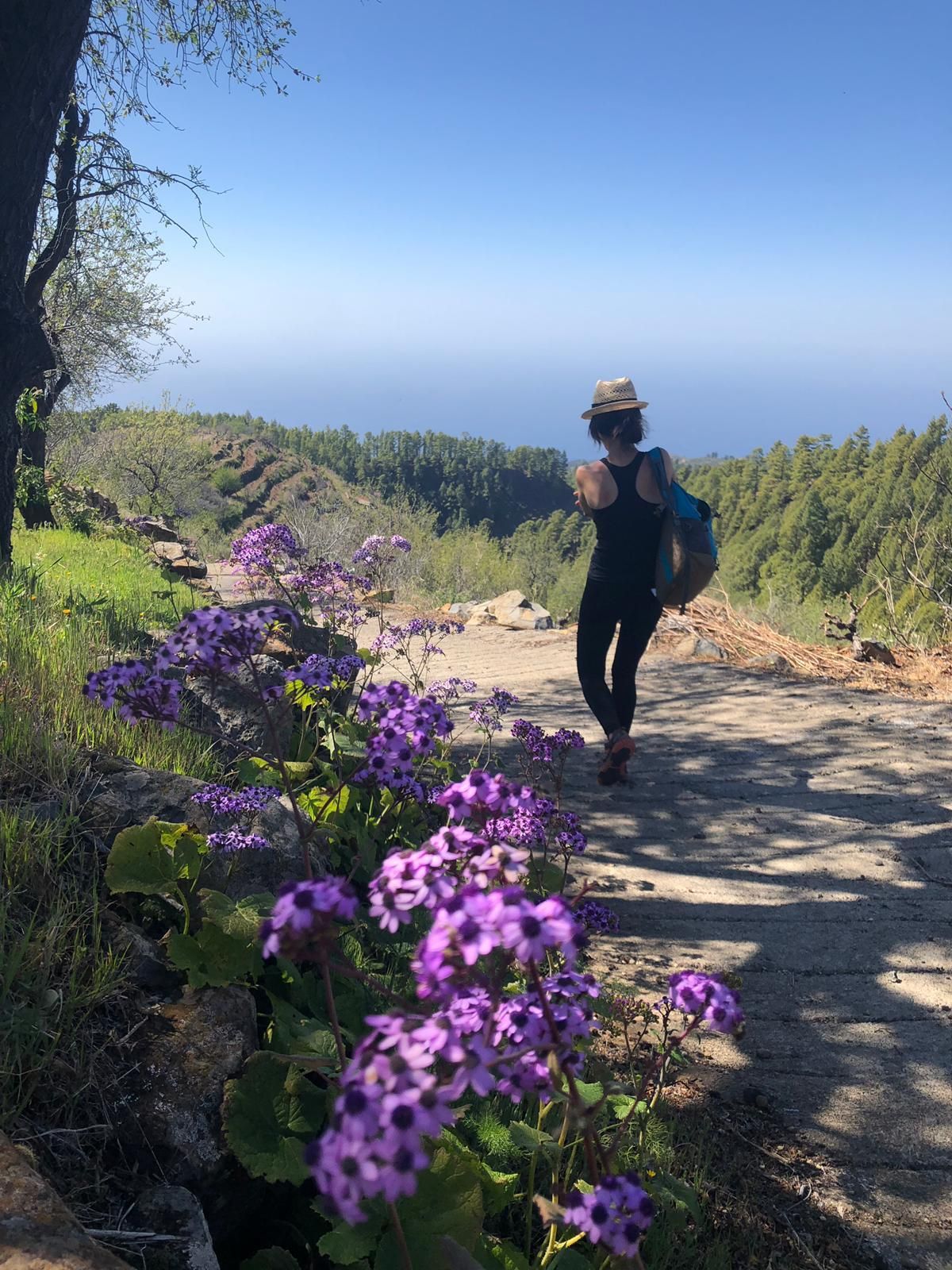 Encimbas en Tinizara (Tijarafe) entre viñas y almendros. Foto: ÁNGEL PALOMARES