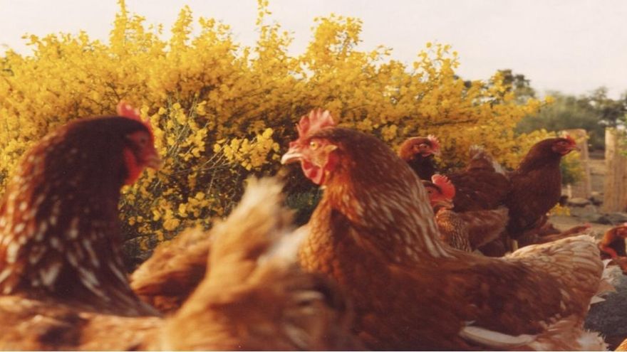 El precio del huevo se dispara