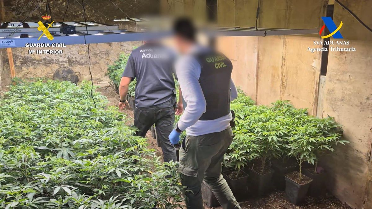 La Guardia Civil desmantela en Tenerife una finca dedicada al cultivo, transformación y venta de marihuana
