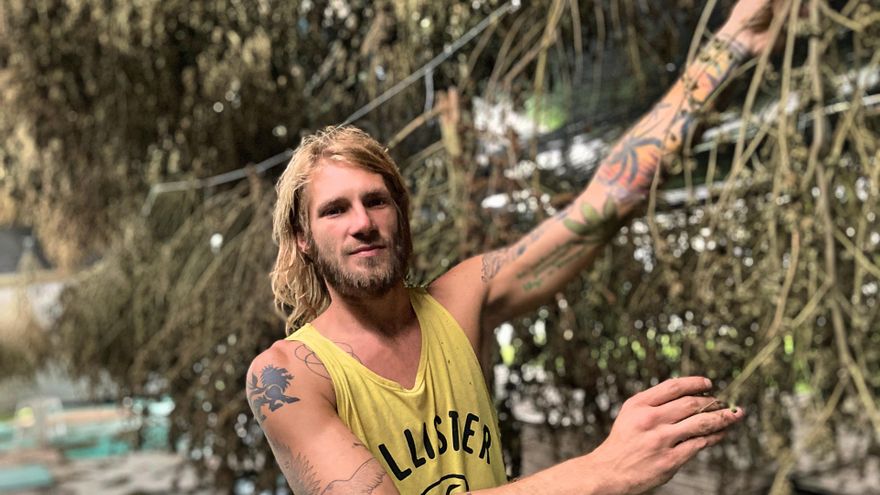 e Emiliano Mumari es jornalero de una chacra de cannabis. Nació en Montevideo hace 34 años pero vive en Guazuvirá. Tuvo su primera planta de cannabis a los 19 años