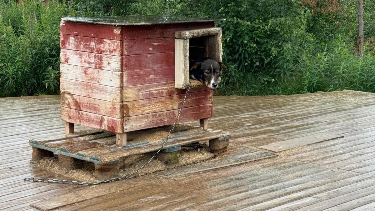 Perro encadenado en una caseta congelada y sin atención