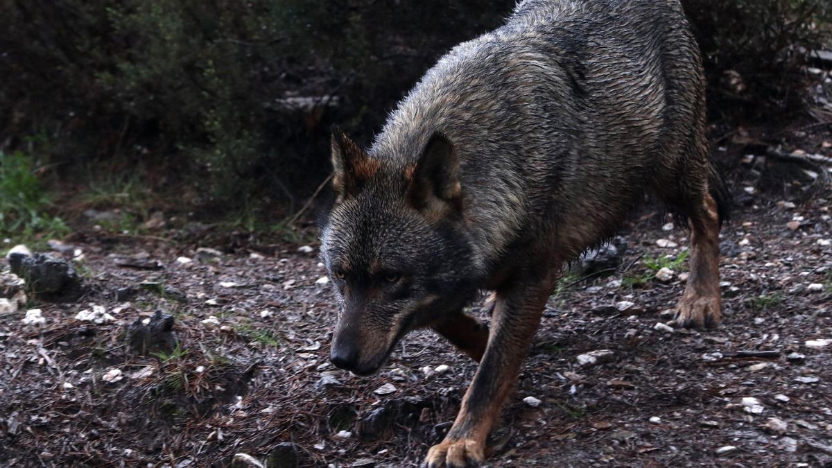El Ayuntamiento de Alcañiz reclama a Medio Ambiente, gestionado por Vox, medidas para frenar los ataques del lobo