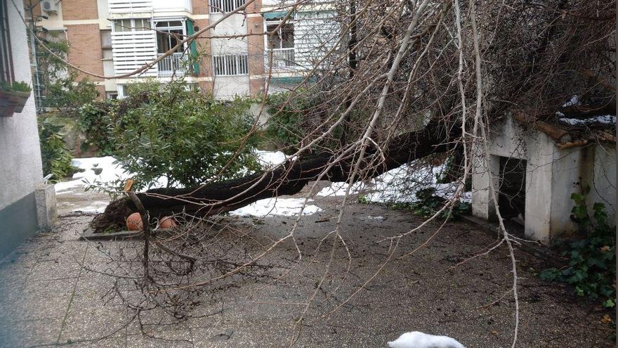 247 euros por un permiso para talar un árbol derribado por Filomena que ya había retirado un jardinero