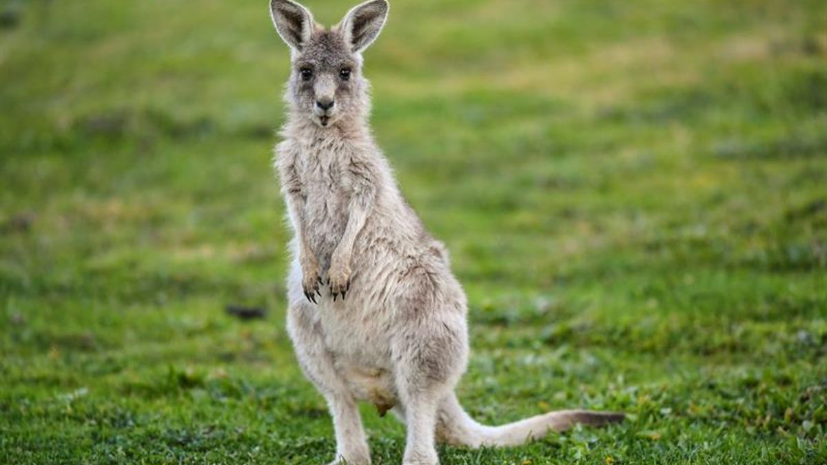 La gestación oscila entre 28 y 36 días, situándose entre las más breves de todo el reino animal