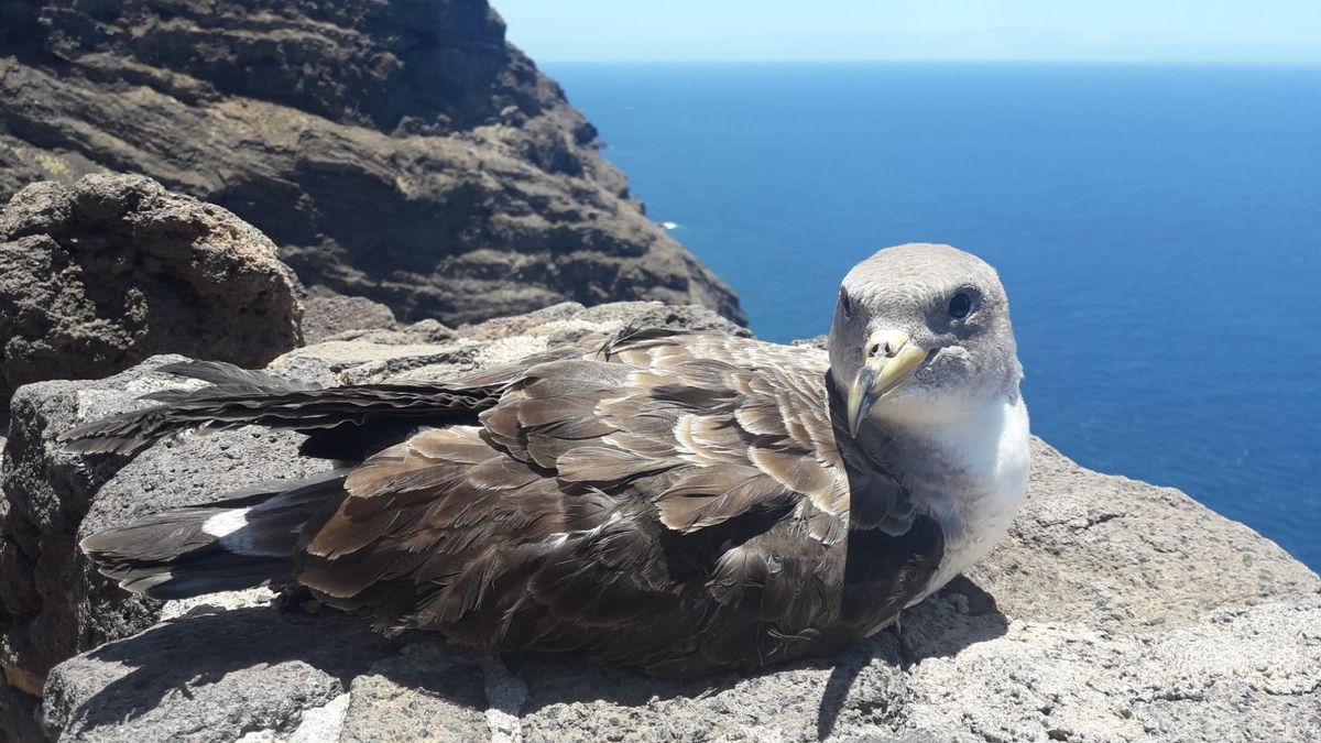 La pardela se encontró en casa de un particular y gracias a la colaboración ciudadana se pudo liberar sin problemas.