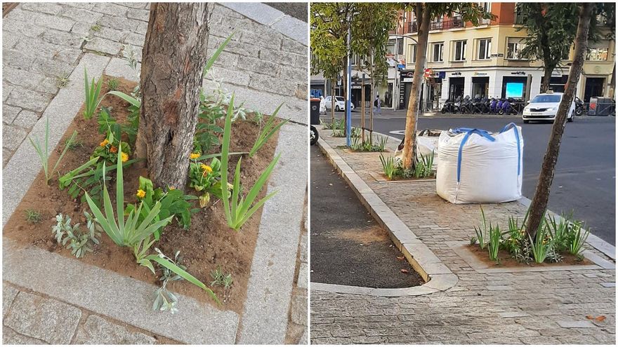 Chamberí experimenta con sus alcorques para reverdecerlos alrededor de Quevedo y Olavide