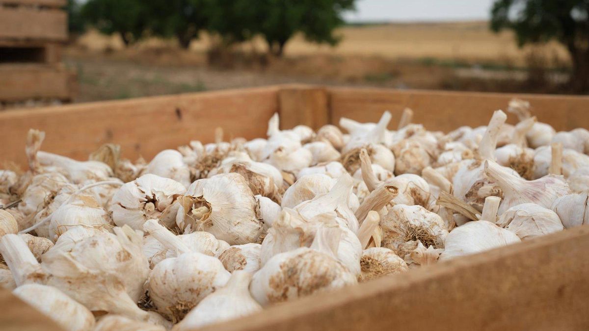 La variedad mayoritaria en el cultivo de ajo cordobés evita daños al sector por el temporal