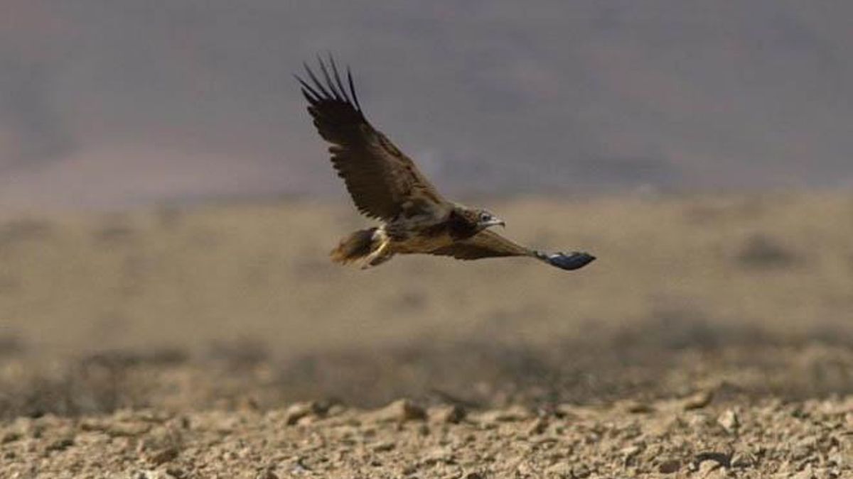 Ejemplar de guirre en Lanzarote