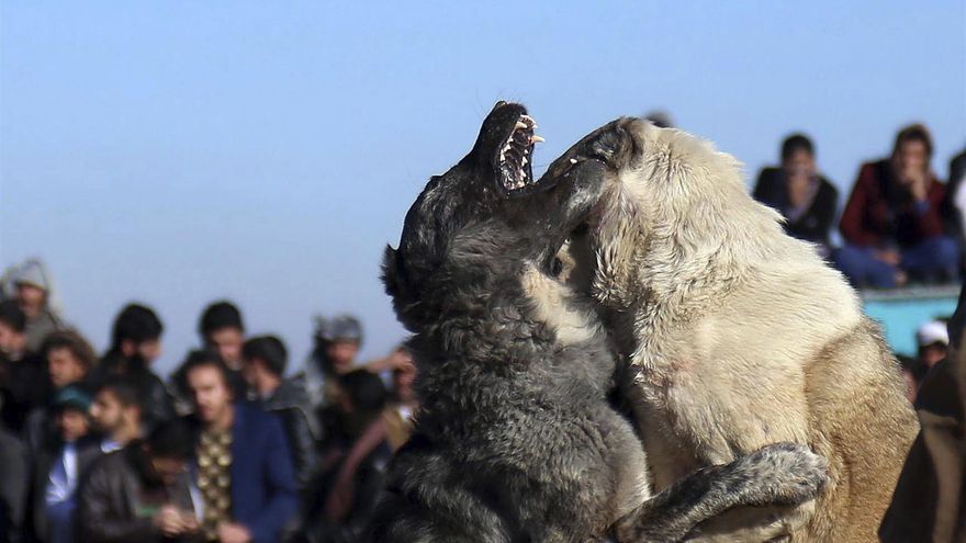 Arranca el macrojuicio contra la red nacional que organizaba peleas de perros, desmantelada en Tenerife