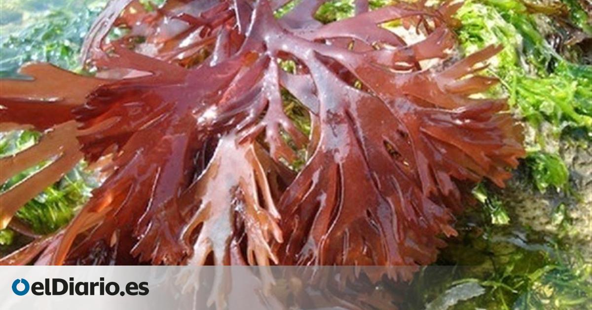 El Banco Español de Algas necesita 800.000 euros para no cerrar, según