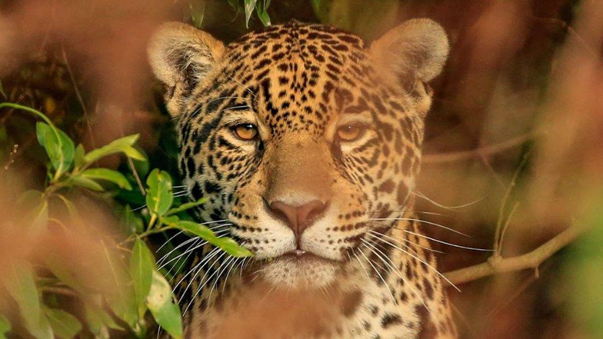 Las principales causas del riesgo de extinción del yaguareté son la caza furtiva, la destrucción y degradación de ambientes