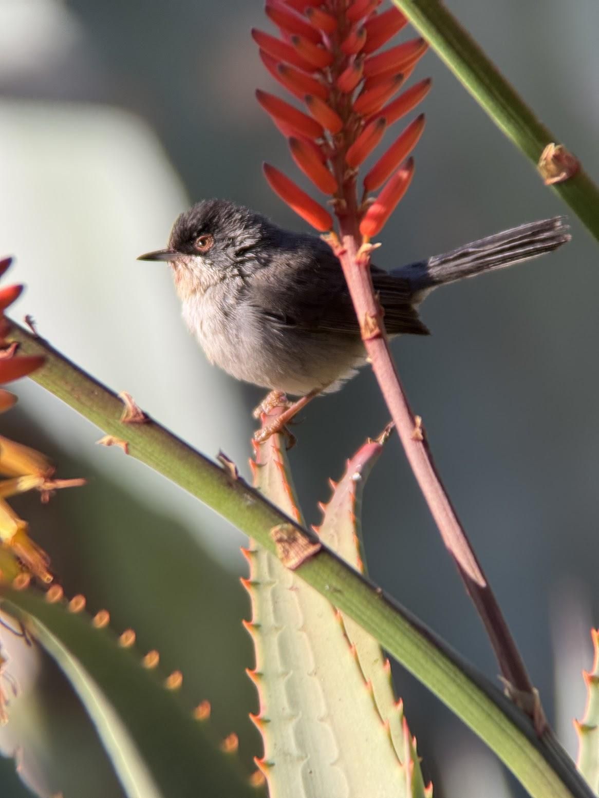 Curruca cabecinegra, con cámara situada a 23 metros. ULRICH GOTH ROTH