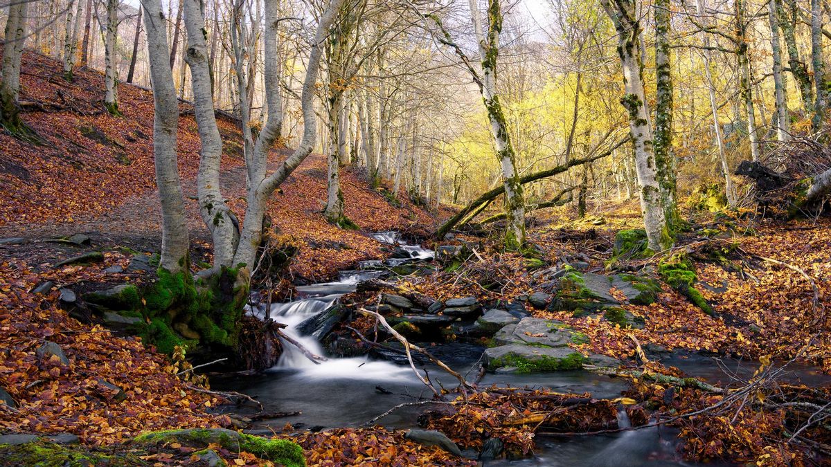 Tejera Negra, la "cápsula del tiempo" ecológica que resiste al fuego (por ahora)