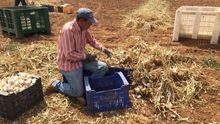 Los recortes no afectarán a la presente cosecha de ajo