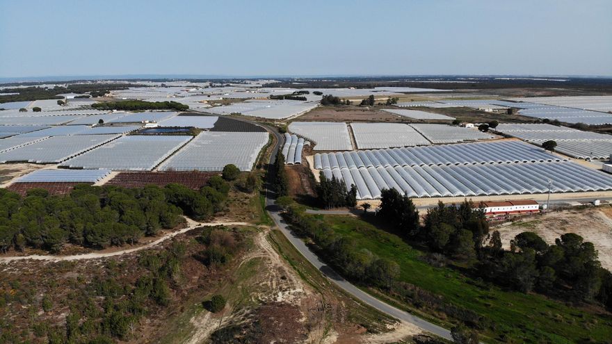 El Gobierno activa las ayudas que darán a los agricultores de Doñana hasta 100.000 euros por cada hectárea que no cultiven