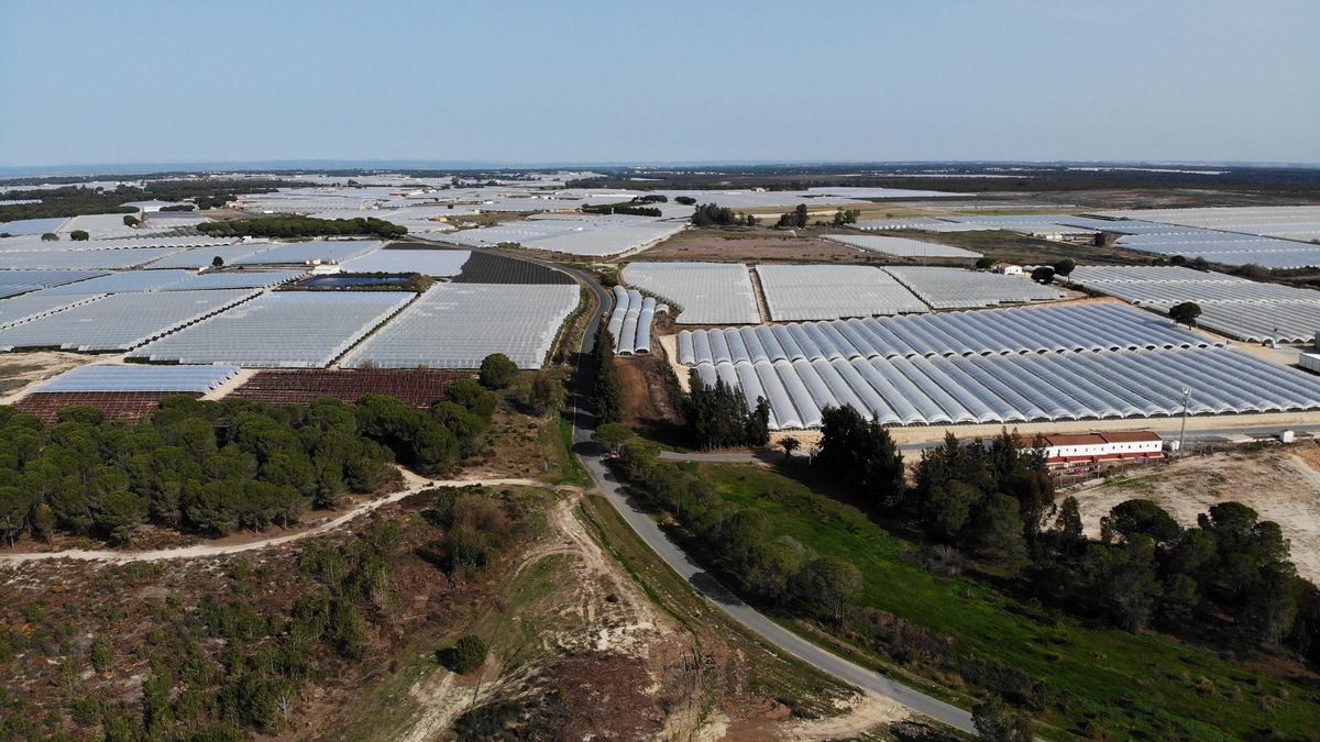 Španska vlada odobrila prve pomoči za prenehanje kmetovanja v bližini Doñane
