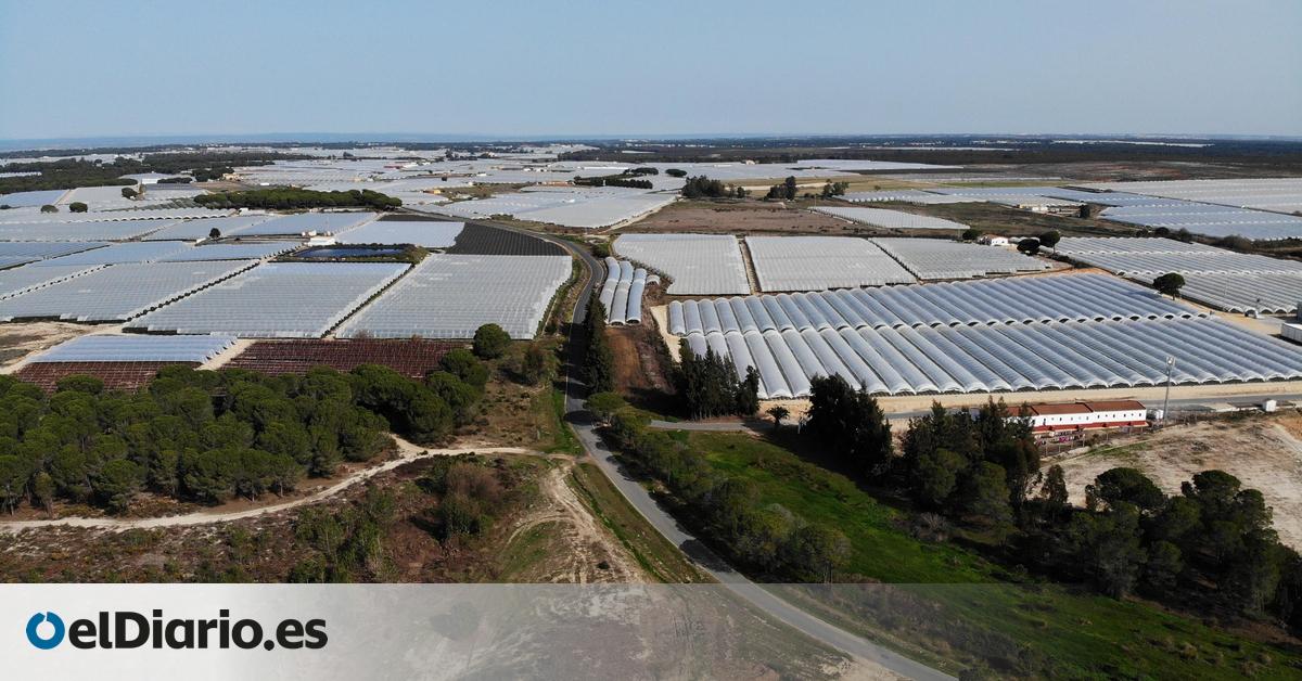 El Gobierno desbloquea las primeras ayudas para que los agricultores dejen de cultivar sus tierras próximas a Doñana