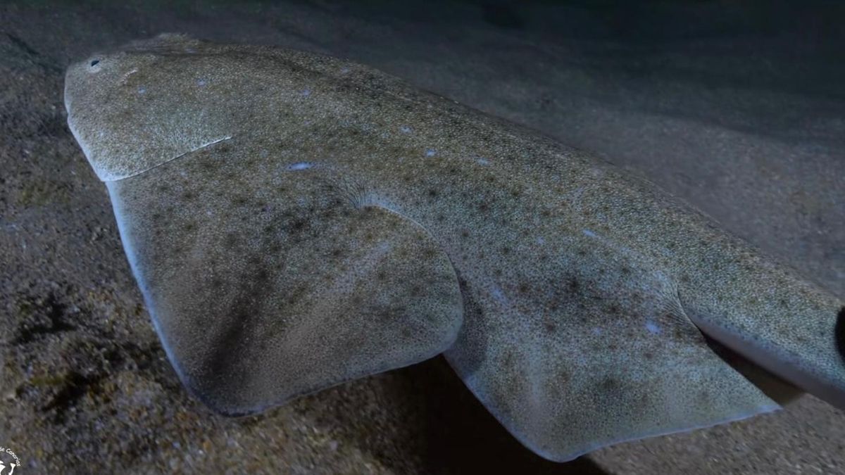 Fotograma del corto publicado por el documentalista Felipe Ravina