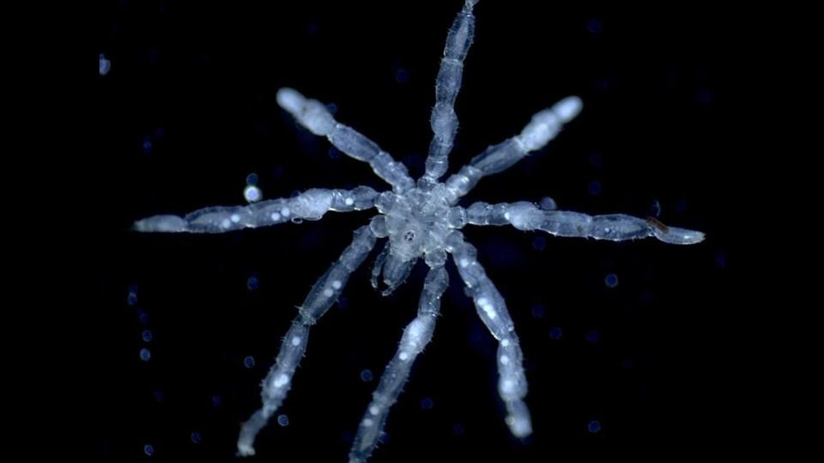 Así son las arañas marinas de patas peludas y ojos rojos que han descubierto en Canadá