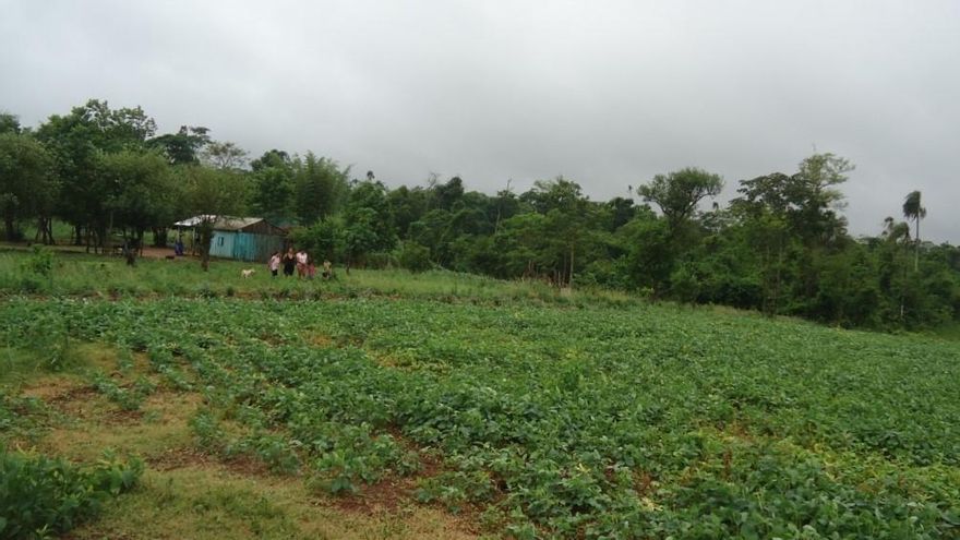Infancias en América Latina, crecer entre el agronegocio
