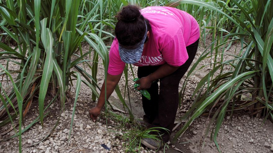 Inmigrantes en Miami son gran mayoría en agricultura, ciencia y manufactura