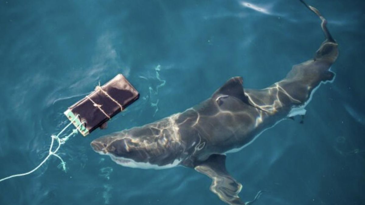 Los ataques de tiburón pueden dejar lesiones graves y en muchos casos acabar con la vida de las víctimas