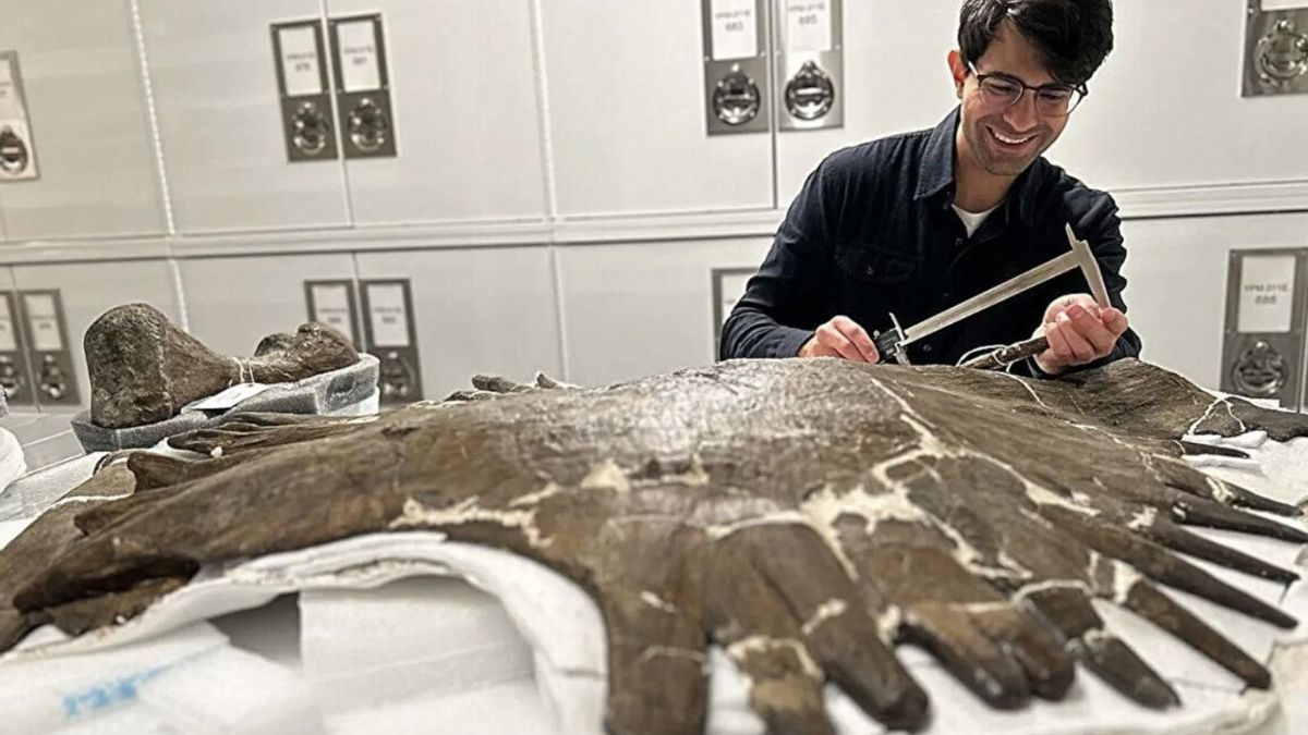 Los huesos han hablado: la forma de las manos y antebrazos de especies extintas revela cuántas veces la evolución llevó a los animales de vuelta al océano