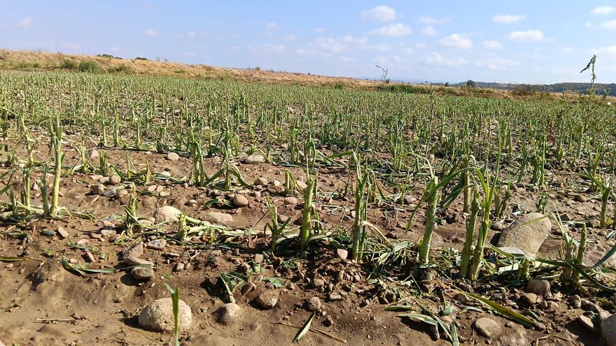 Una noche de pedrisco arrasa 4.000 hectáreas de cultivos en Cinco Villas: “Es como si hubiera pasado un tornado”