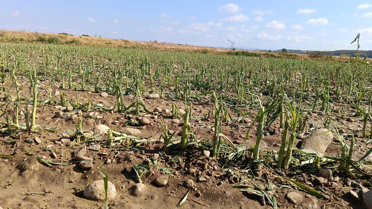 Una noche de pedrisco arrasa 4.000 hectáreas de cultivos en Cinco Villas: “Es como si hubiera pasado un tornado”